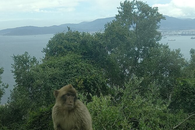 Gibraltar, Mijas and Marbella Private Tour From Malaga Province - About Your Stay