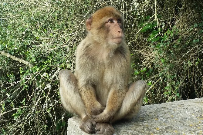Gibraltar Private Tour From Marbella or Malaga - Included Highlights