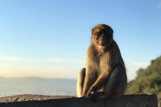Gibraltar Sightseeing : Classic Rock Tour Plus World War 2 Tunnels (Private) - Guest Reviews and Ratings