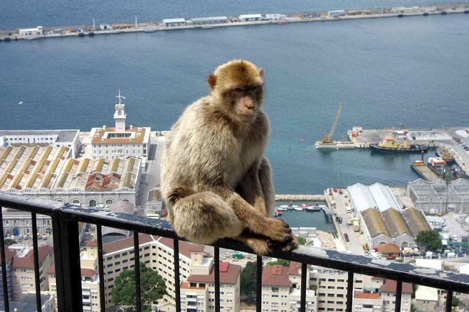 Gibraltar Sightseeing: Classic Rock Tour (Private) - Explore St. Michaels Cave