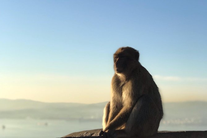 Gibraltar Sightseeing: Premium Rock Tour / Shore Excursion (Private) - Guide Expertise