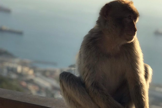 Gibraltar Sightseeing: Premium Rock Tour / Shore Excursion (Private) - Customer Ratings