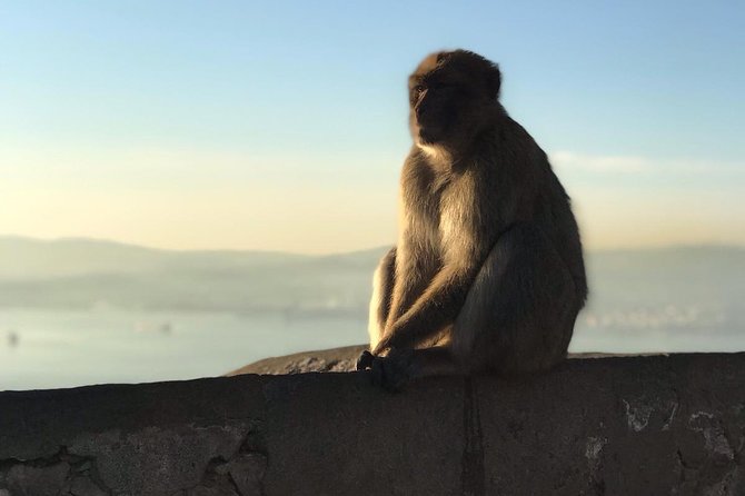 Gibraltar Sightseeing Private Full Day Shore Excursion - Guide and Local Expertise
