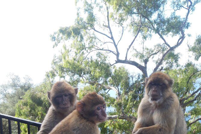 Gibraltar Sightseeing Tour With Monkeys and Panoramic Views - Guide Quality