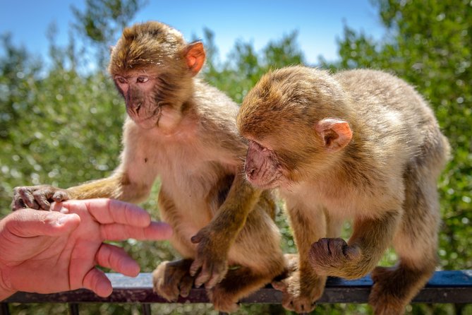 Gibraltar Skywalk & Bridge Tour and Much More 3.30hrs - Barbary Macaques Sighting