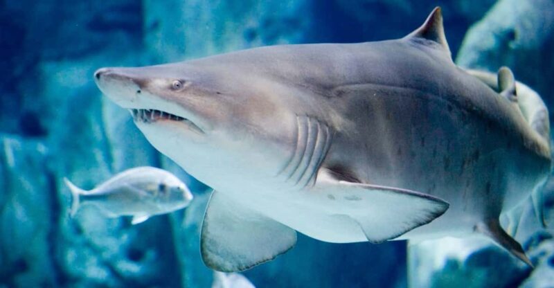 Gijon: Bioparc Aquarium of Gijon Ticket - Aquarium Features