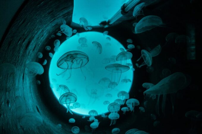Gijon: Bioparc Aquarium of Gijon Ticket - Marine Life Diversity