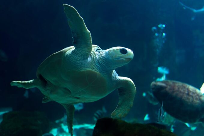 Gijon: Bioparc Aquarium of Gijon Ticket - Accessibility and Inclusivity
