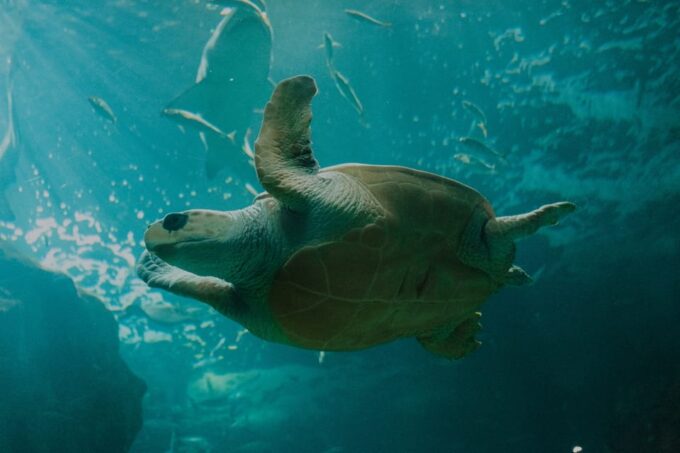 Gijon: Bioparc Aquarium of Gijon Ticket - Frequently Asked Questions