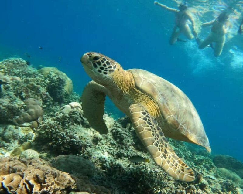 Gili Air : PRAIVATE & SHARING Snorkeling Tour+Gopro Shooting - Gili Meno Break and Turtle Sanctuary