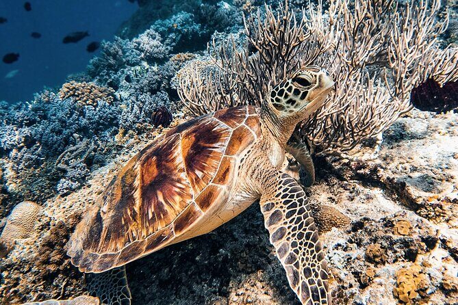 Gili Air: Snorkeling 3 Gili Islands with GoPro Camera - Price and Value: Is It Worth It?