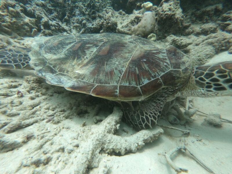 Gili Air/Trawangan: Glass-Bottom Boat Tour With Snorkeling - Glass-Bottom Boat Ride