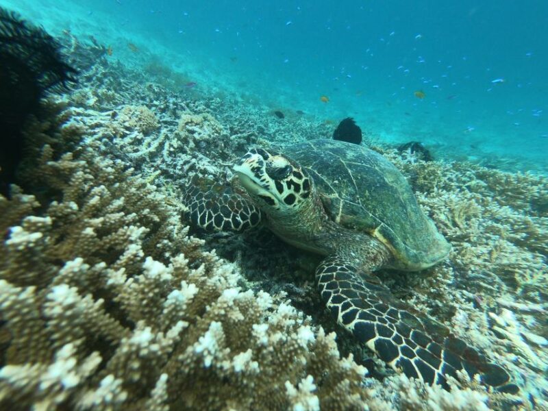 Gili Air/Trawangan: Glass-Bottom Boat Tour With Snorkeling - Tour Options and Flexibility