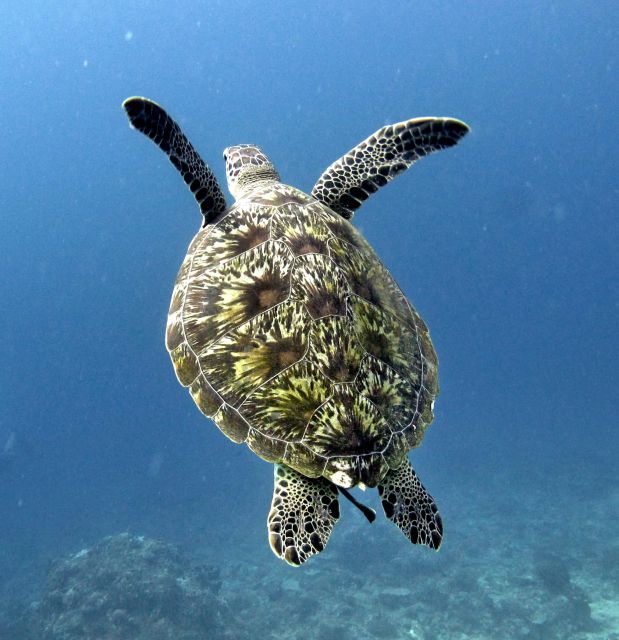 Gili Air/Trawangan: Glass-Bottom Boat Tour With Snorkeling - What to Bring and Expect