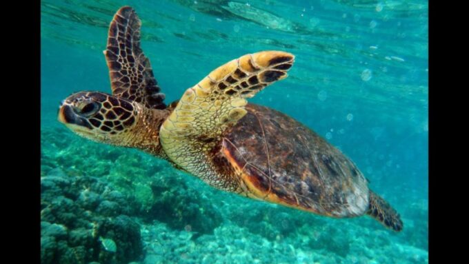 Gili Air/Trawangan: Glass-Bottom Boat Tour With Snorkeling - Frequently Asked Questions