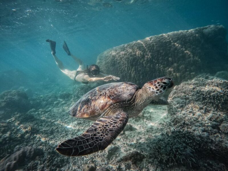 Gili Island: Group or Private Snorkeling Tour - Key Points
