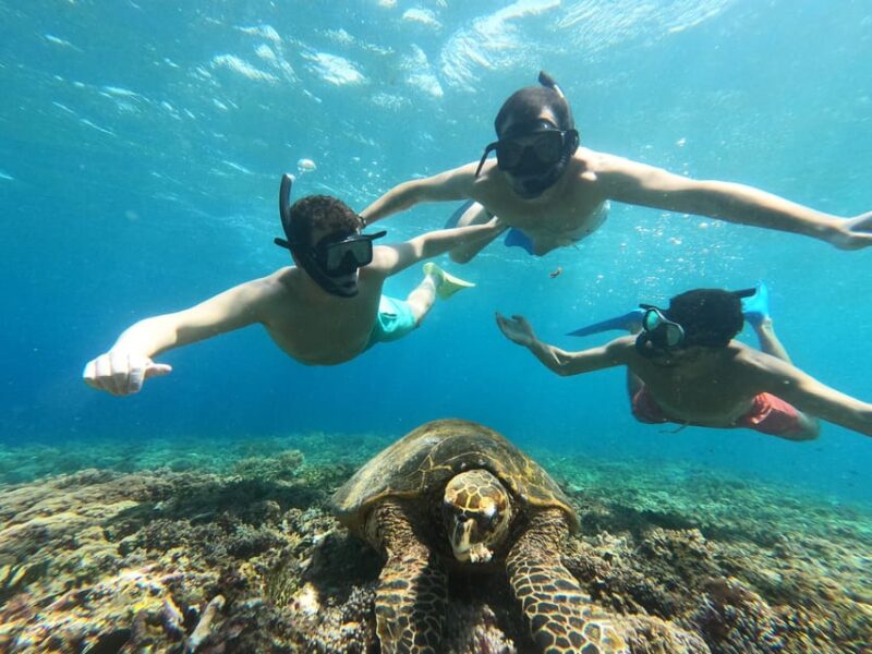 Gili Island Private Snorkeling & Visit Baby Turtles - Key Points