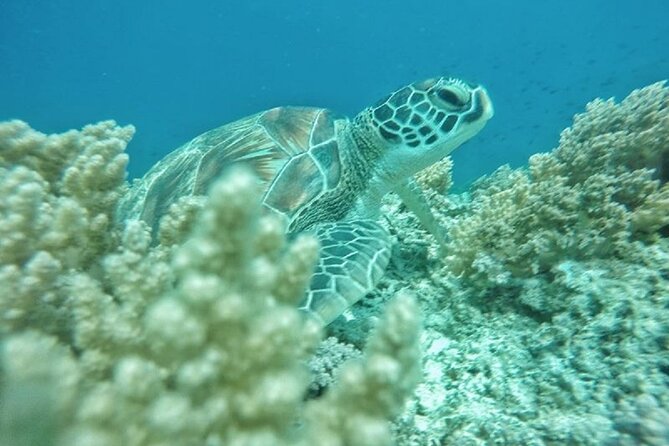 Gili Island Snorkeling Half Day Trip Departure From Gili Trawangan - Activities and Highlights