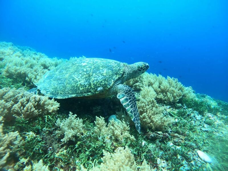 Gili Island Tour : Group/Share Snorkeling 3 Gili Island - Tour Overview