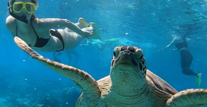 Gili Islands: Group/Shared Snorkelling Tour to 3 Islands - Tour Overview and Pricing