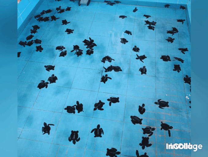 Gili Islands: Group/Shared Snorkelling Tour to 3 Islands - Recap