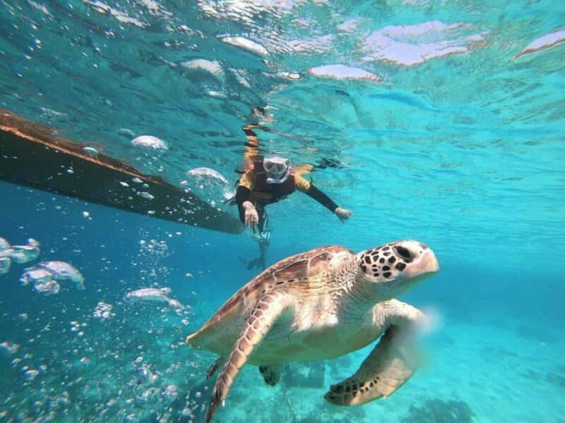 Gili Islands: Private or Shared Snorkeling Boat Trip - Key Points
