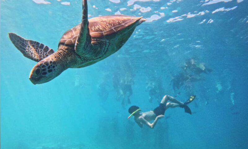 Gili Islands : Snorkelling Trip & Sunset Tour With Gopro - Booking Details