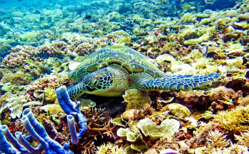 Gili Islands: Underwater Statue, snorkling, turtle sactuary - Key Points
