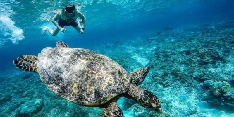 Gili Islands: Underwater Statue, snorkling, turtle sactuary - An In-Depth Look at the Gili Islands Snorkeling Tour