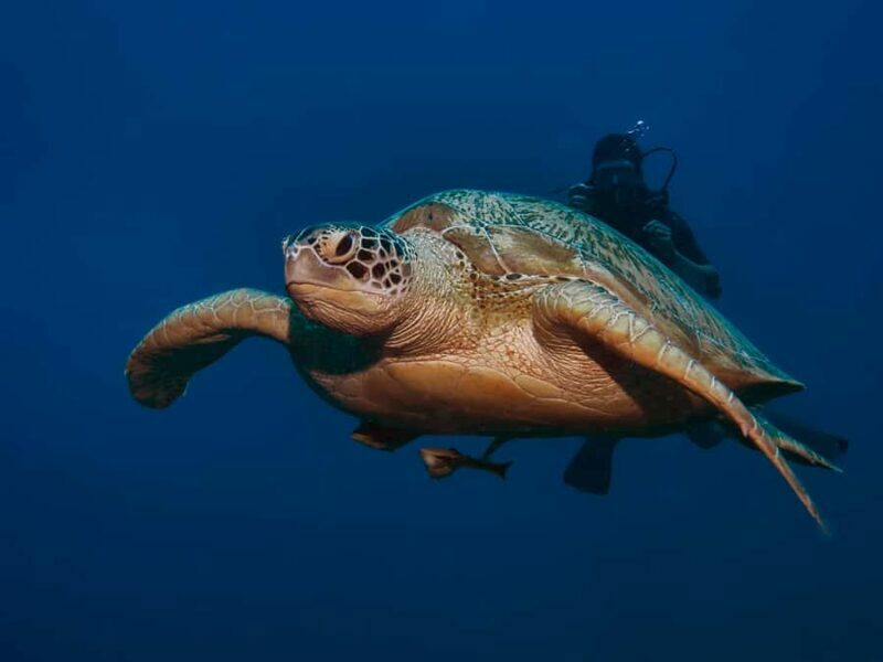 Gili Meno: Discover Scuba Diving for the first time - The Sum Up: Who Is This Tour Best For?