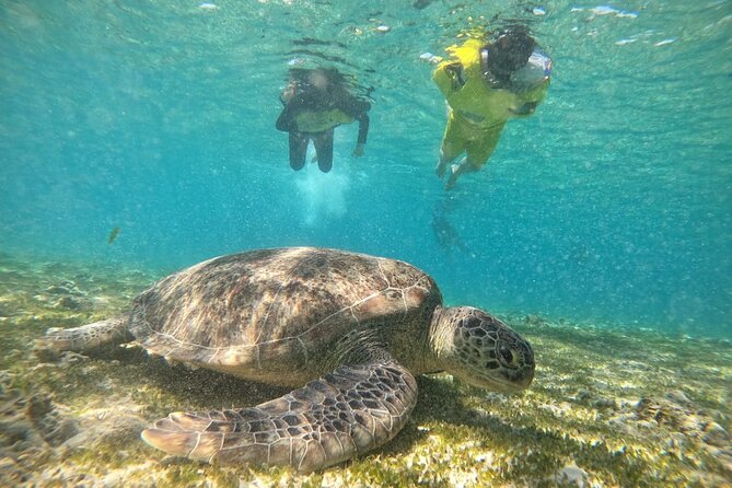 Gili Nanggu Snorkeling Trip - Meeting and Pickup