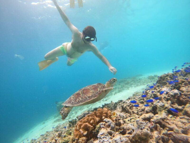 Gili T Island: Gili Snorkeling Day Trip Swim With Turtles - Itinerary and Experience