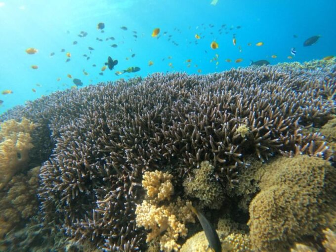 Gili T Island: Gili Snorkeling Day Trip Swim With Turtles - Cancellation and Refund Policy