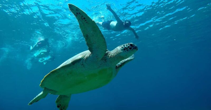 Gili T Snorkeling Trip By Glass Bottom Boat - Marine Life and Attractions