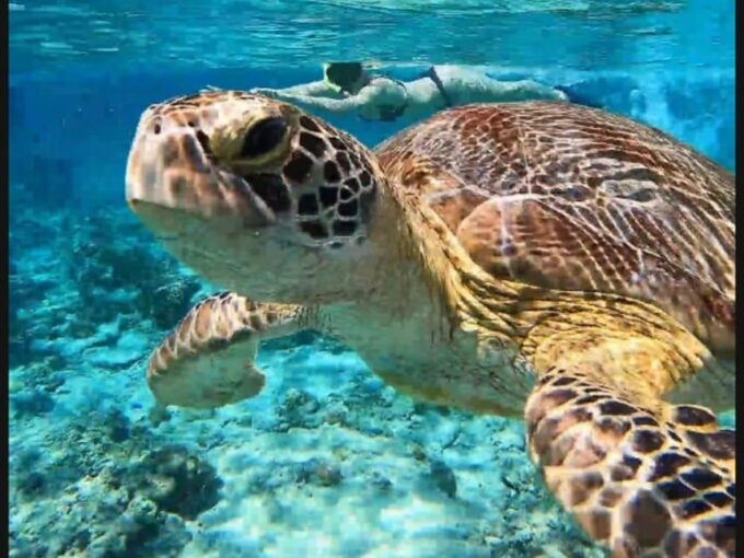 Gili Trawangan : 2 Hours Private Snorkeling 3 Spots + GOPRO - Discovering Turtle Point