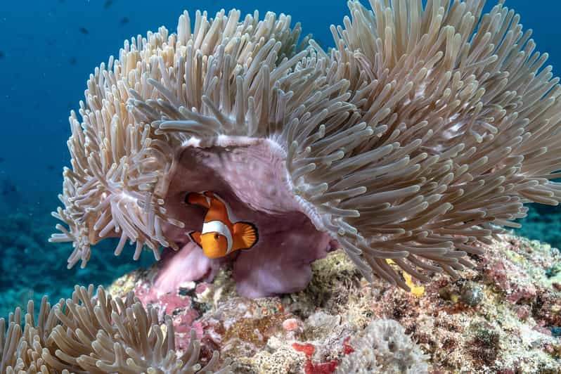 Gili Trawangan: Discovery Scuba Diving - Key Points