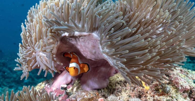 Gili Trawangan: Discovery Scuba Diving - Pricing and Reservation