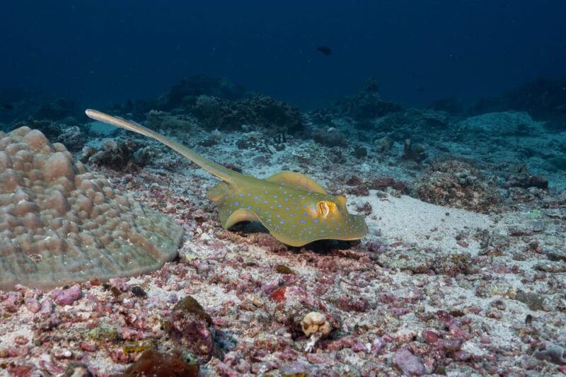 Gili Trawangan: Discovery Scuba Diving - Unsuitable Participants