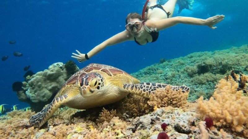 Gili Trawangan: Gili Island 3 Spots Snorkeling With Turtle - Snorkeling Experience