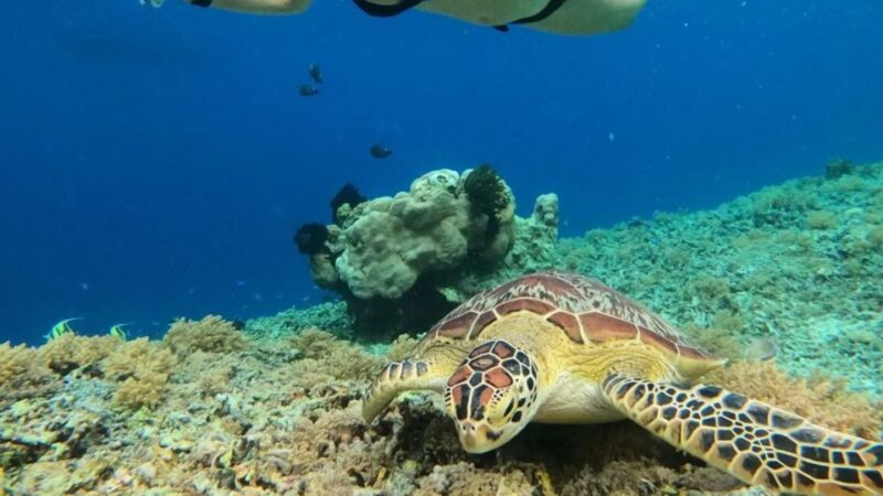 Gili Trawangan: Gili Island 3 Spots Snorkeling With Turtle - Knowledgeable Guide