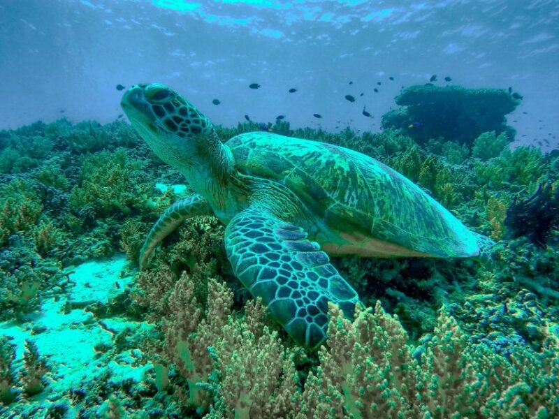 Gili Trawangan: Gili Islands Sunset Boat Tour and Snorkeling - Underwater Sculptures and Marine Life