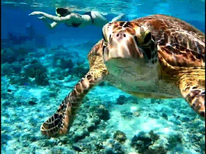 Gili Trawangan : Group/Share Snorkeling Tour 3 Gili Islands - Meeting Point and Departure Times