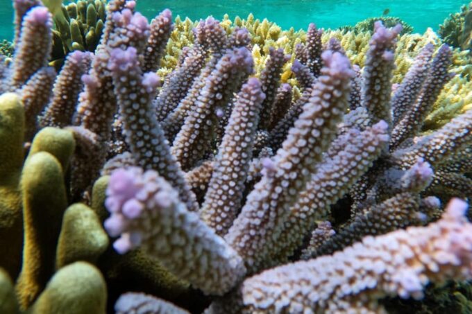Gili Trawangan : Group/Share Snorkeling Tour 3 Gili Islands - Recap