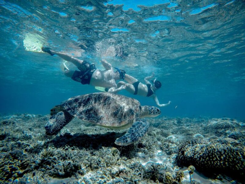 Gili Trawangan : Half Day Snorkeling With Turtle and Statue - Experience Highlights