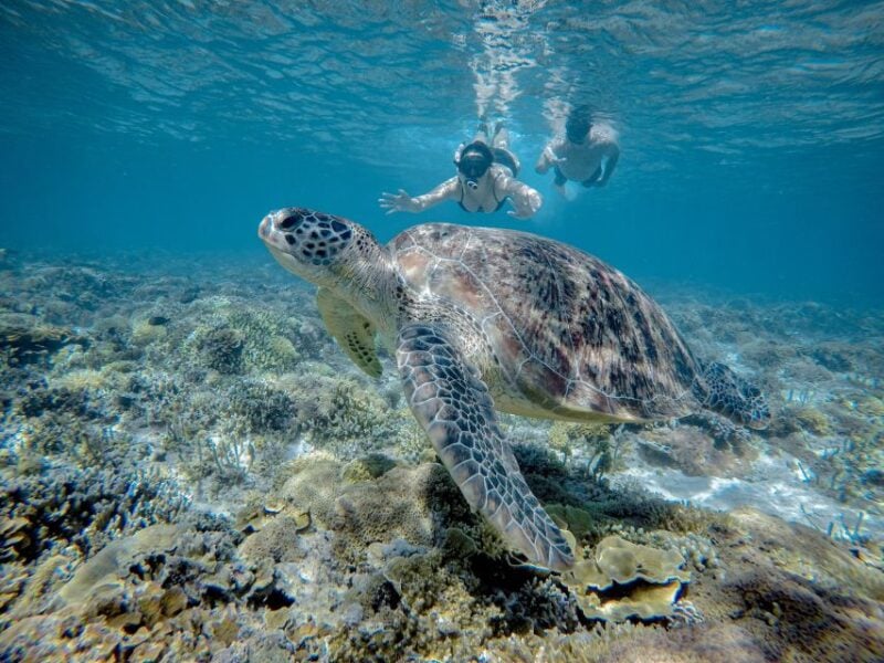 Gili Trawangan : Half Day Snorkeling With Turtle and Statue - Inclusions