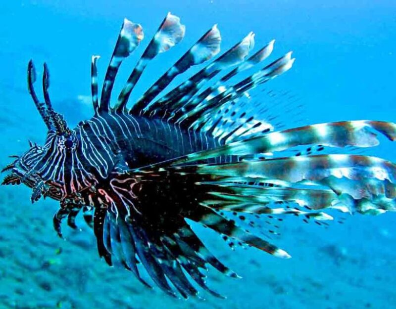 Gili Trawangan Lombok Day Tour Package - Transportation and Equipment