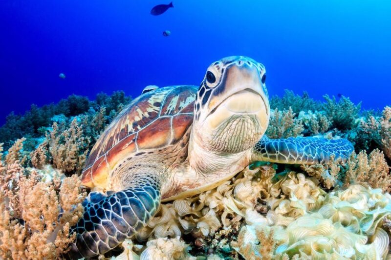 Gili Trawangan or Meno or Air Tour - Itinerary