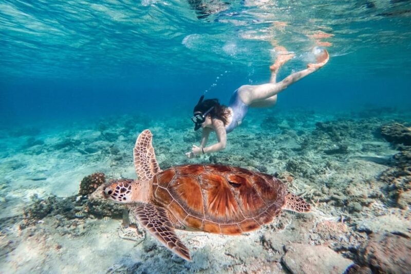 Gili Trawangan: Private or Share Guided Snorkeling Tour - Key Points
