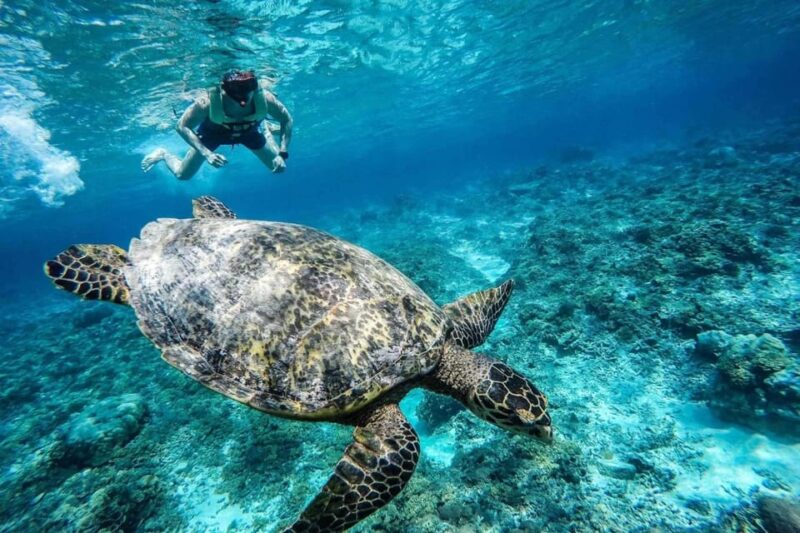 Gili Trawangan: Private or Share Guided Snorkeling Tour - Inclusions