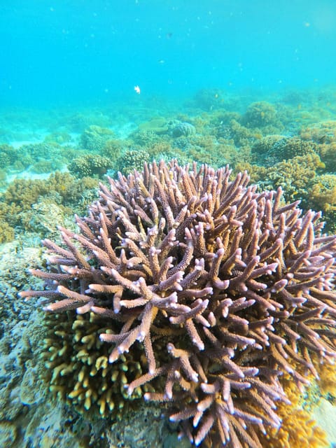 Gili Trawangan : Private Snorkeling Sunrise and Sunset Tour - Frequently Asked Questions